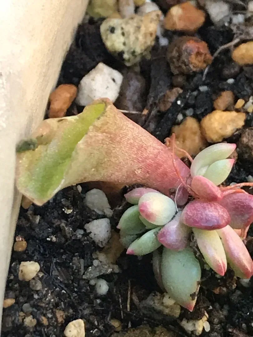 あなたの多肉植物、鳥に食べられる前に読む決定版！絶対成功の究極対策ガイド